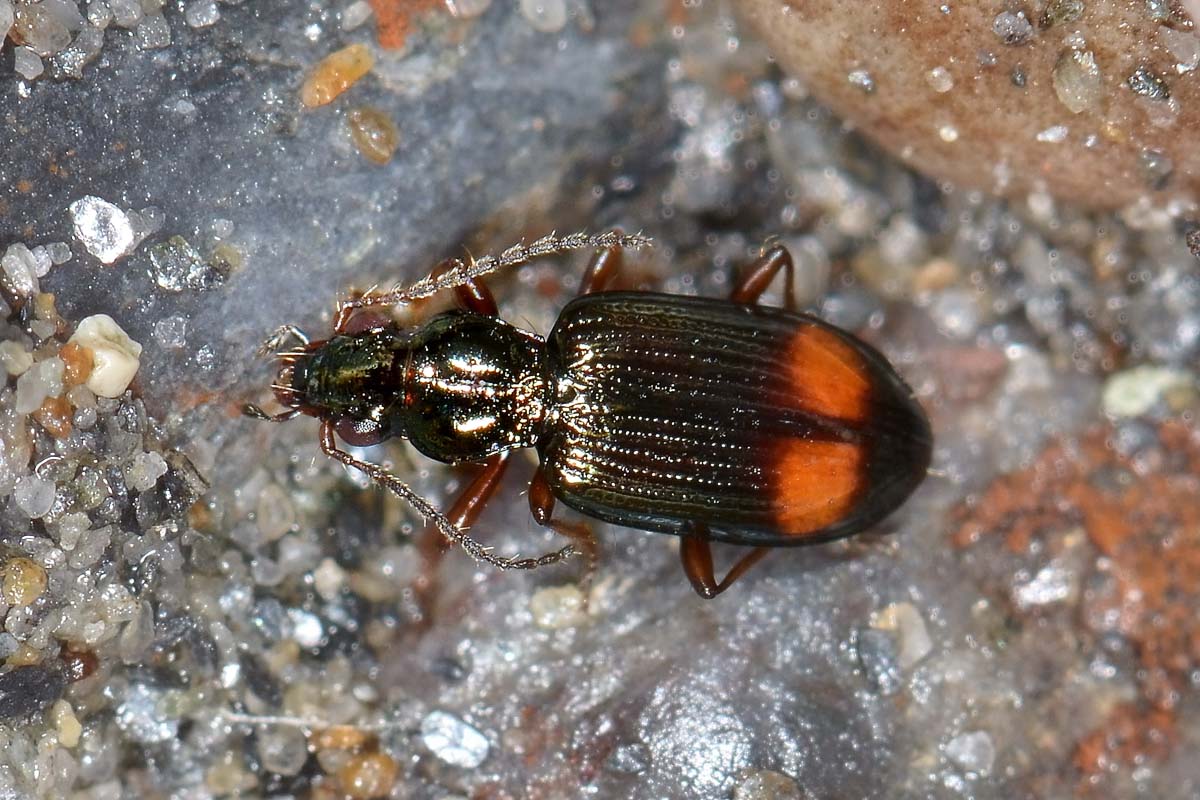 Bembidion modestum? s... cio, Ocydromus modestus